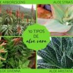 Beneficios de Aloe Vera de Aldi