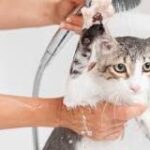 Limpiando con amor: el champú para gatos de Mercadona