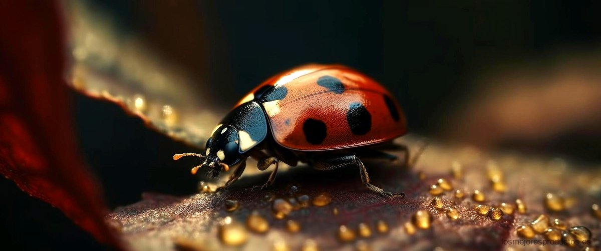 3. Ladybug y sus accesorios: El secreto para destacar con estilo.