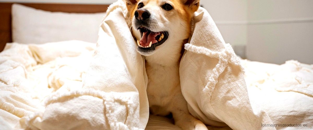 Albornoz perro Lidl: el regalo ideal para consentir a tu mascota