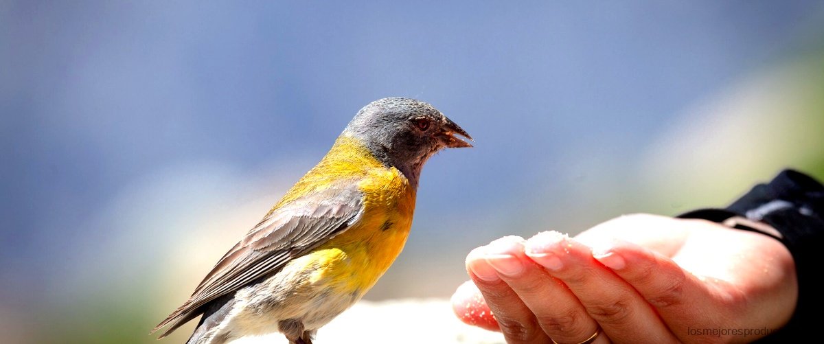Alimenta a tu ave de la manera más saludable con Nutribird A21 Carrefour