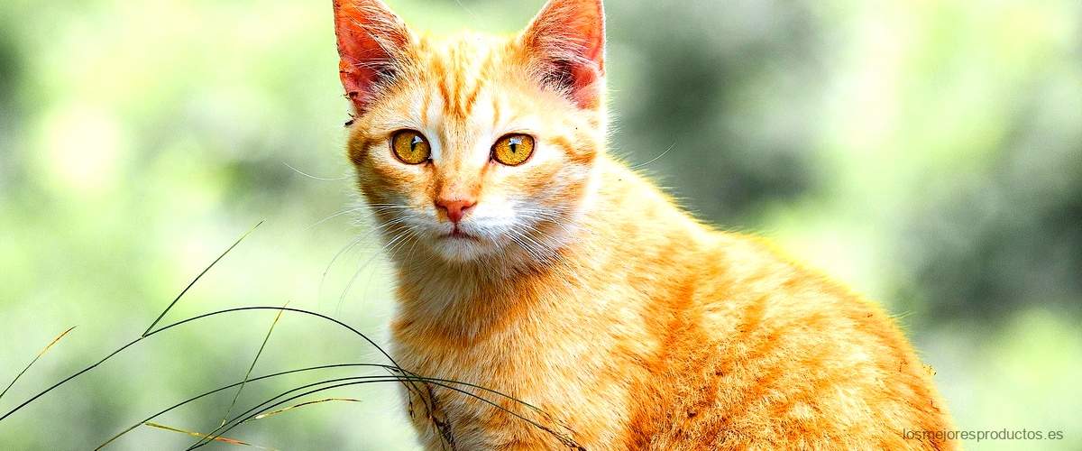Amanova: la marca de pienso para gatos más económica en Amazon