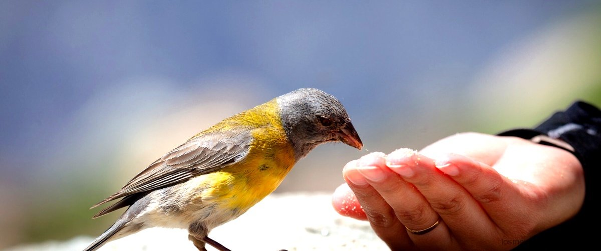 Amantes de las aves: compra jilgueros en Ciudad Real y disfruta de su belleza
