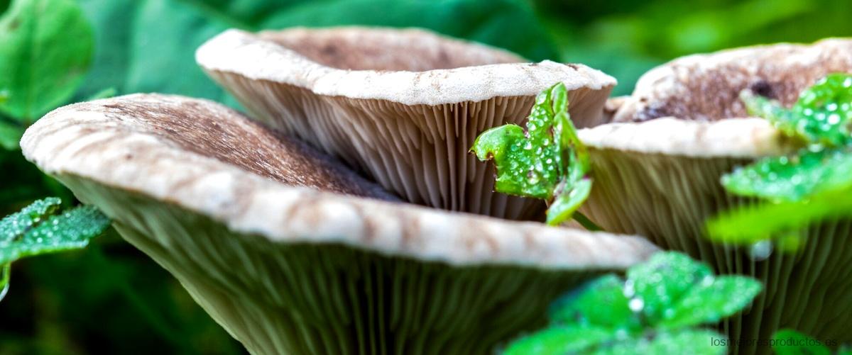 Amazon Fungalor: el aliado ideal para acabar con los hongos de forma rápida y eficaz