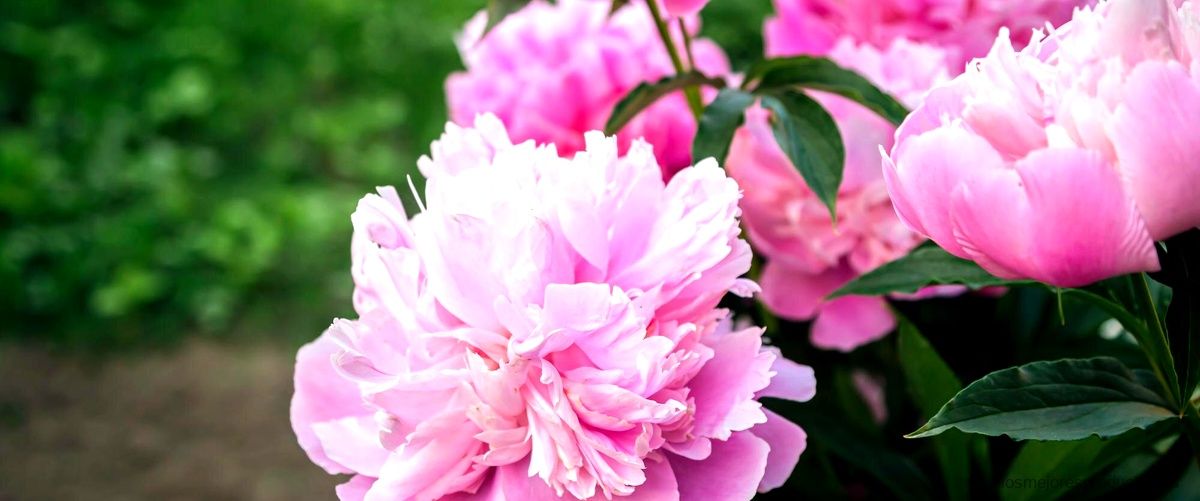 Angel Schlesser Peonia Rosa: la esencia floral perfecta en Druni