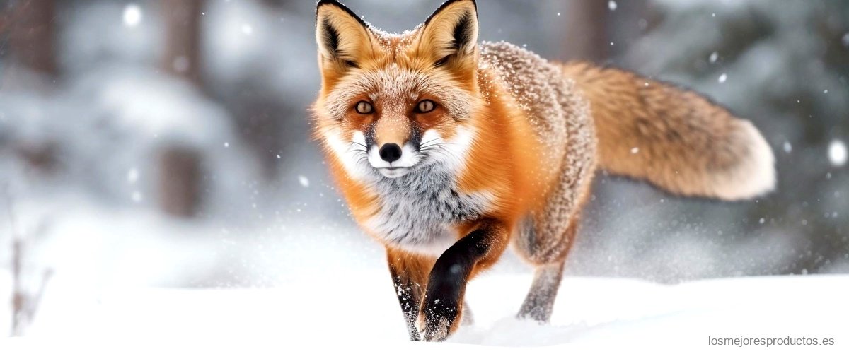 Arctic Fox España: Naturaleza salvaje en nuestras tierras