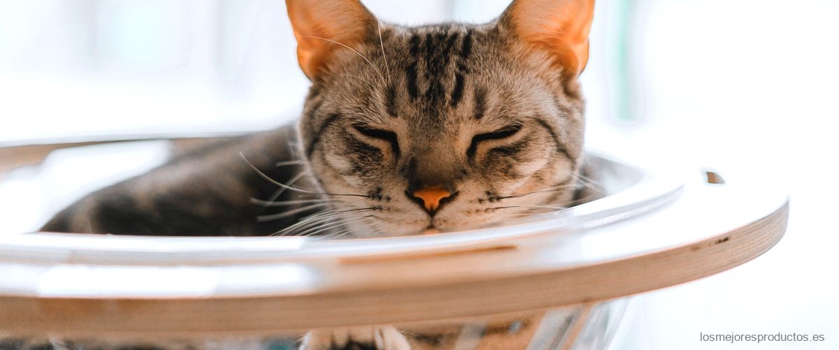 Arenero Modkat Flip: una opción práctica y funcional para tu gato