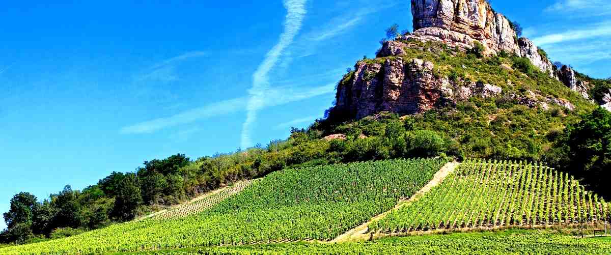 "Arteso Blanco Rioja 2021: una experiencia sensorial inigualable"