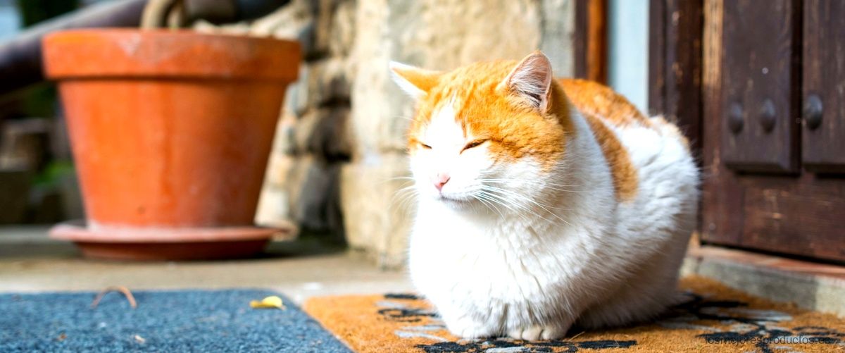 "¡Aventura garantizada! Casa para gatos exterior de segunda mano busca nuevos inquilinos"