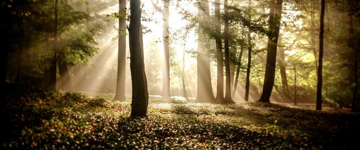 Aventuras en Misty Wood: Descubriendo la esencia vital