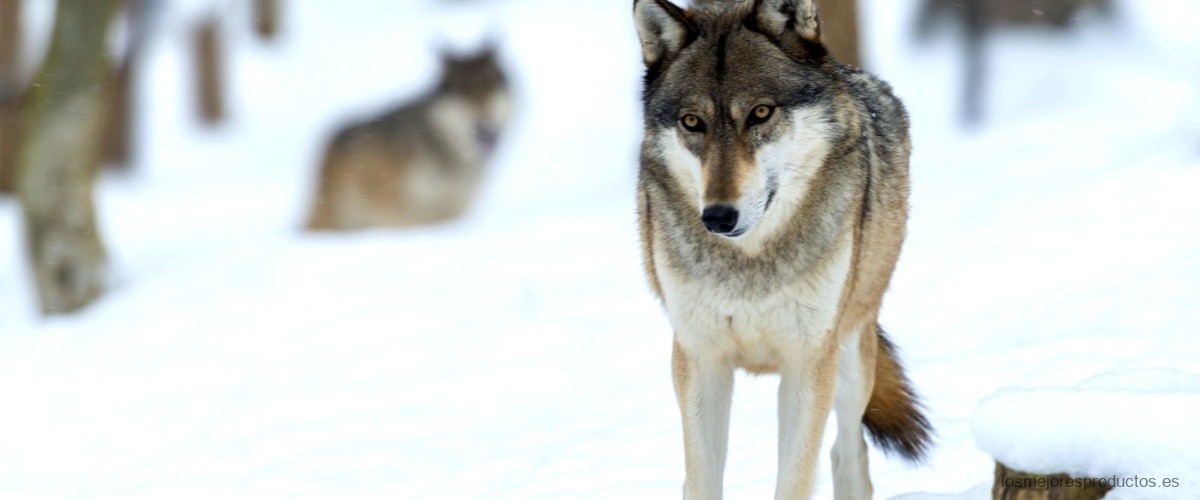 Belleza ártica en España: El zorro ártico y su impacto en nuestro país