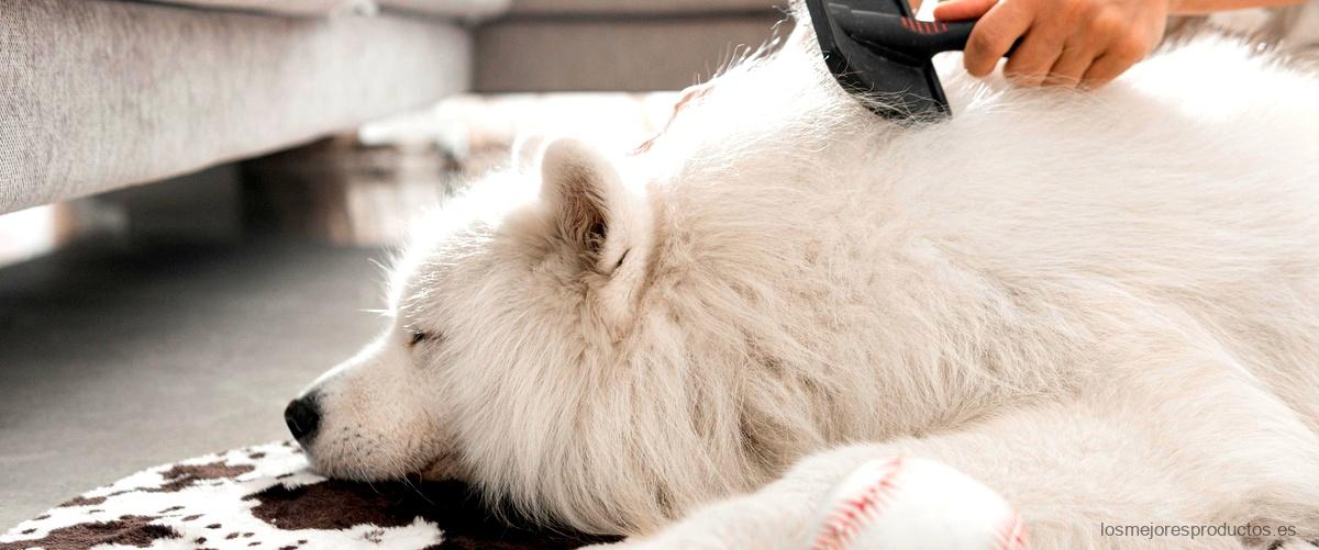 Beneficios de utilizar una alfombra olfativa para perros