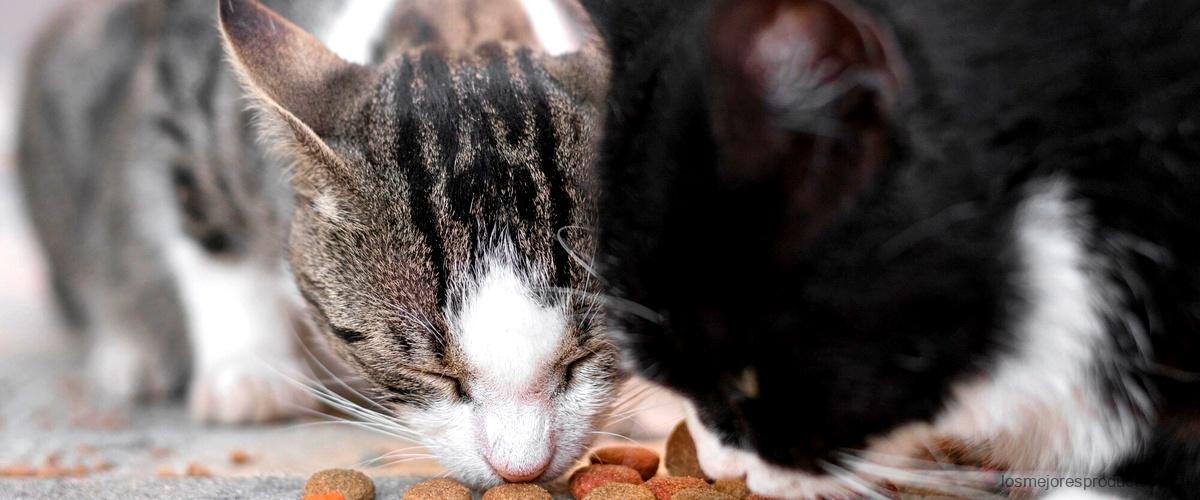 Beneficios del pienso Gosbi para gatos: una elección saludable
