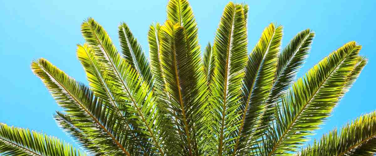 - Beneficios del polen de palma en Mercadona: una opción saludable para cuidarte