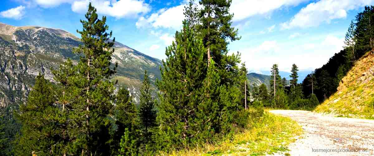 Brooks Cascadia 11: la elección definitiva para tus excursiones de senderismo