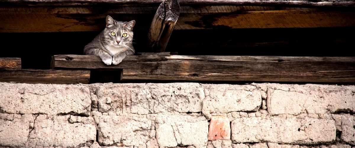 "Caseta para gatos exterior de segunda mano: la oportunidad perfecta para un nuevo comienzo"