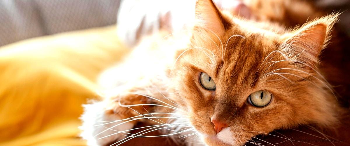 Cat Safety Net: la red titan para gatos más segura del mercado
