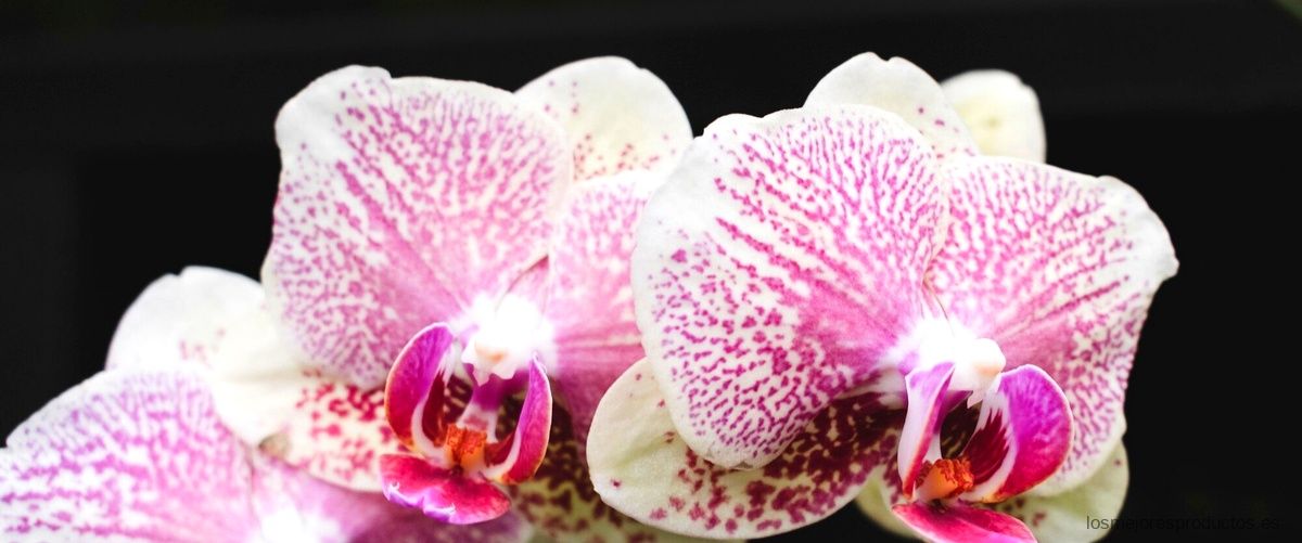 Centros de orquídeas artificiales: la belleza eterna que nunca se marchita