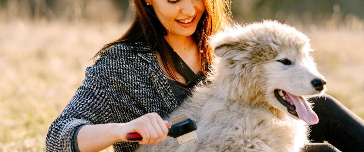 Collares Garmin T5 de segunda mano: una opción económica para rastrear a tus perros