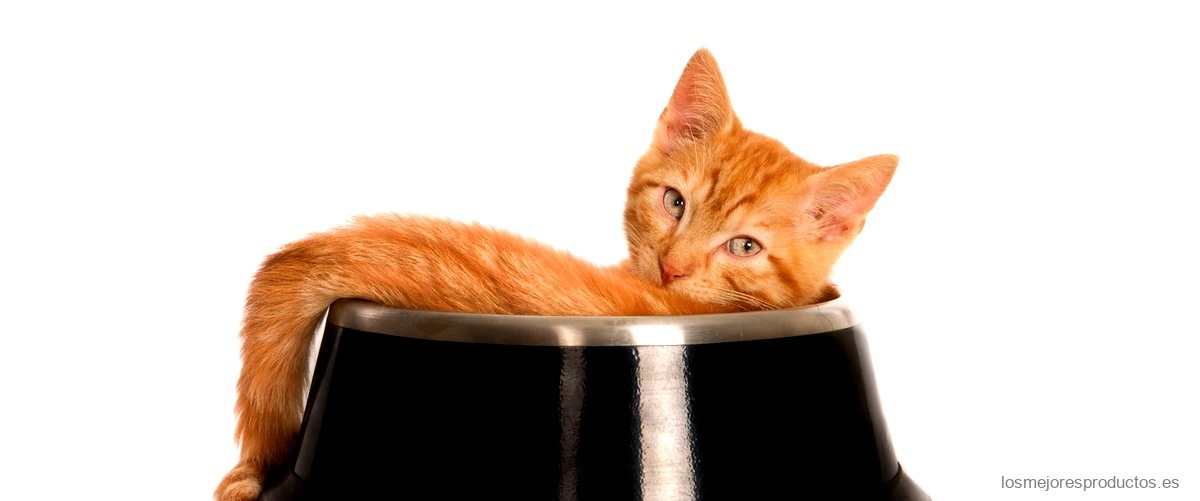 ¿Cómo conservar la malta para gatos?