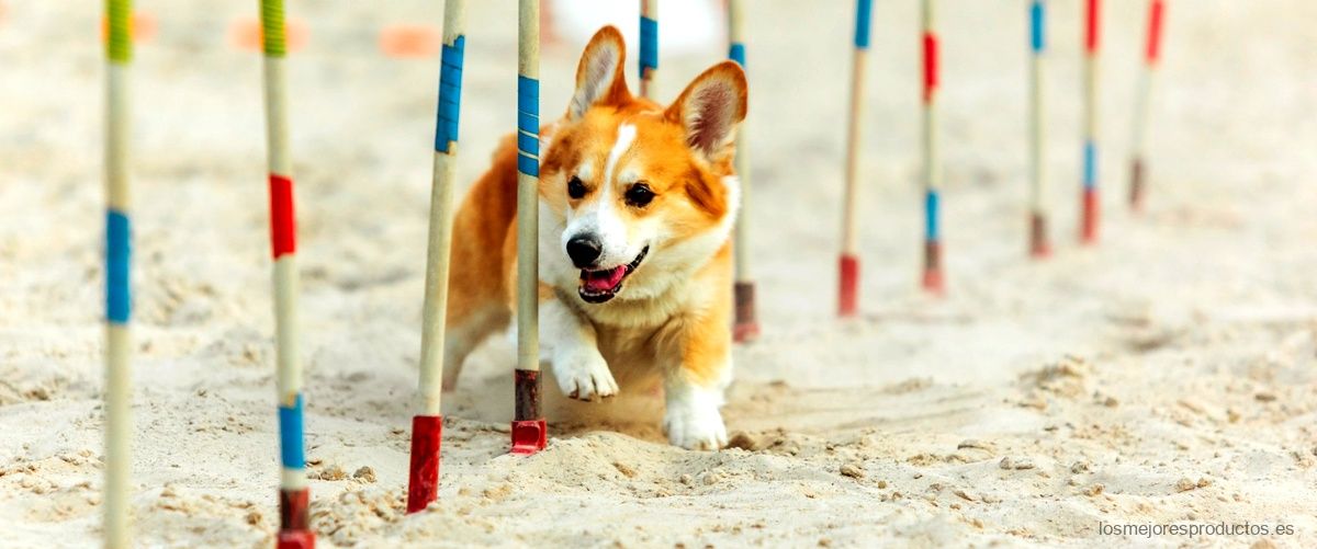 Cómo construir obstáculos de agility para perros caseros