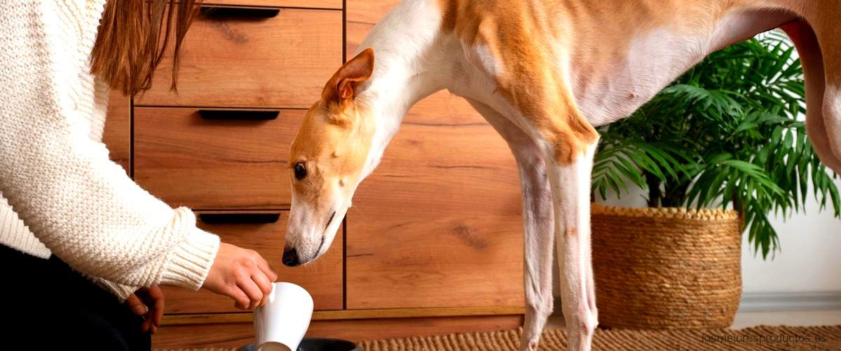 Cómo elegir la mejor alfombra olfativa para tu perro