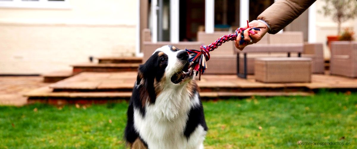 ¿Cómo elegir la mejor valla invisible para tu perro?