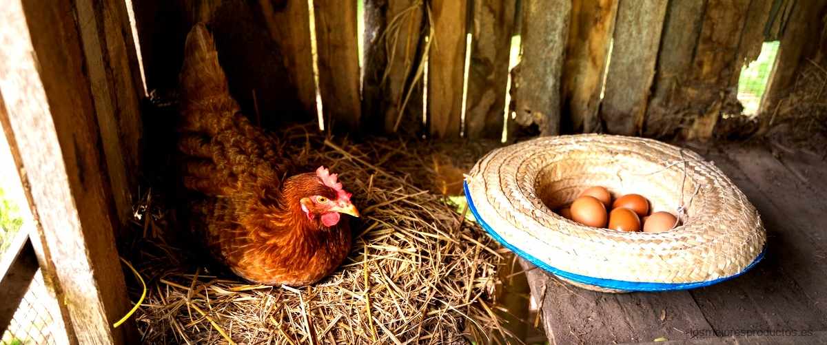 ¿Cómo funciona una incubadora casera de pollos?