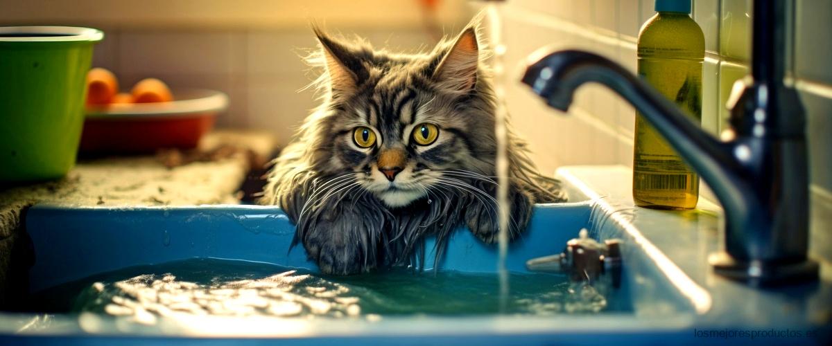 ¿Cómo hacer un baño para gatos?