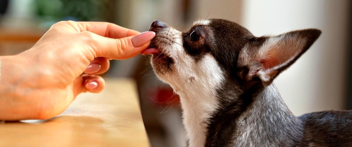 ¿Cómo limpiar los oídos de un perro con otitis?