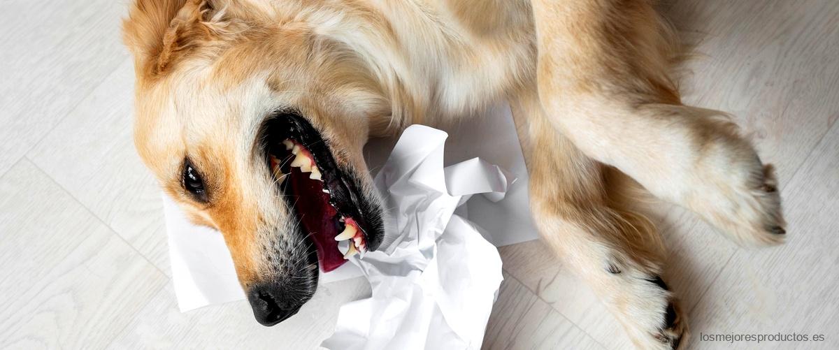Cómo mantener y limpiar adecuadamente una alfombra olfativa para perros