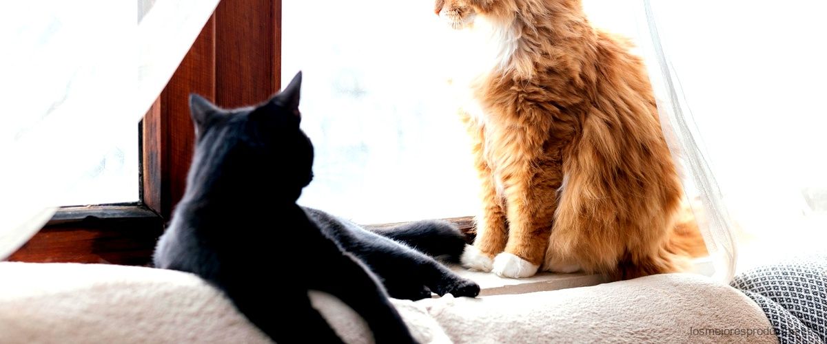 ¿Cómo proteger el sofá de los gatos?