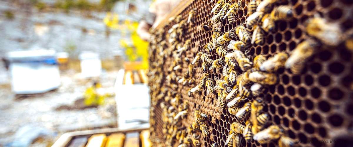 ¿Cómo se consume la miel cruda?