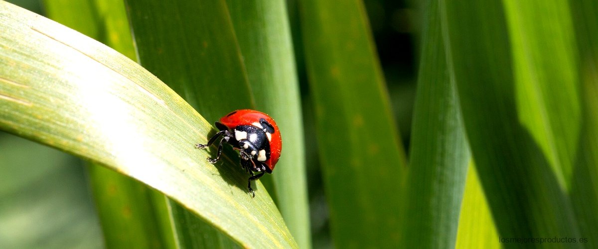 ¿Cómo se creó Ladybug?