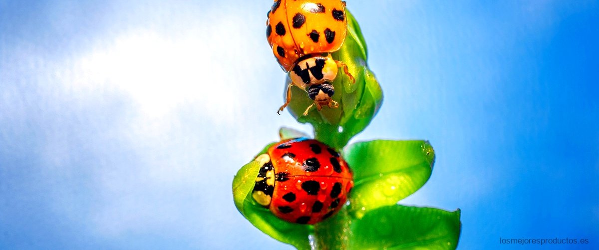 ¿Cómo se creó Ladybug?