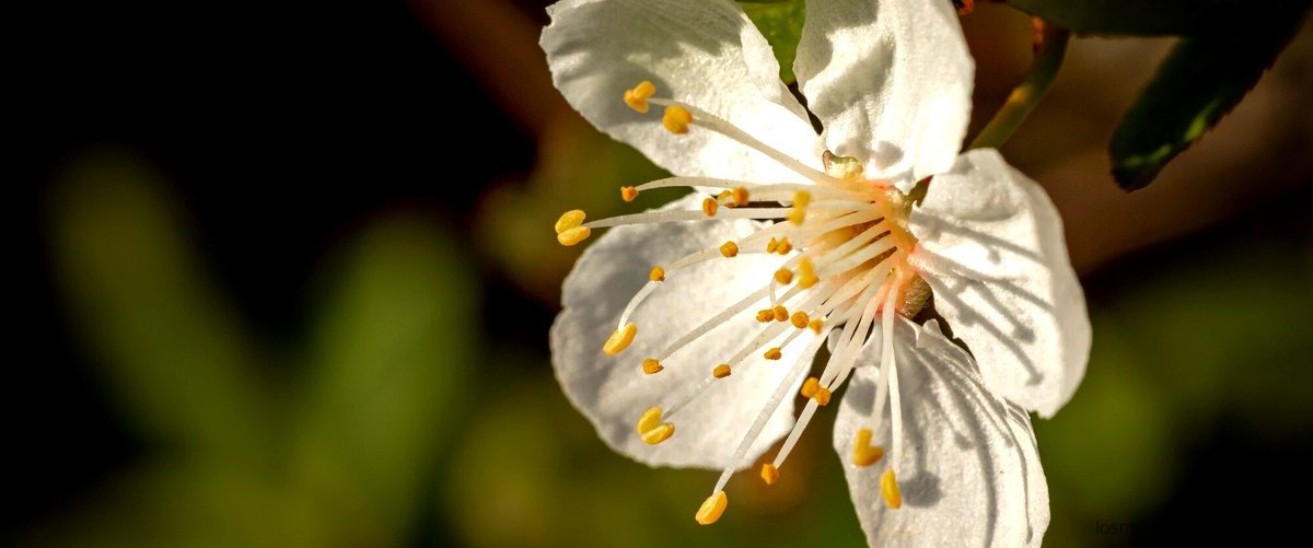 ¿Cómo se llama el jazmín que florece todo el año?