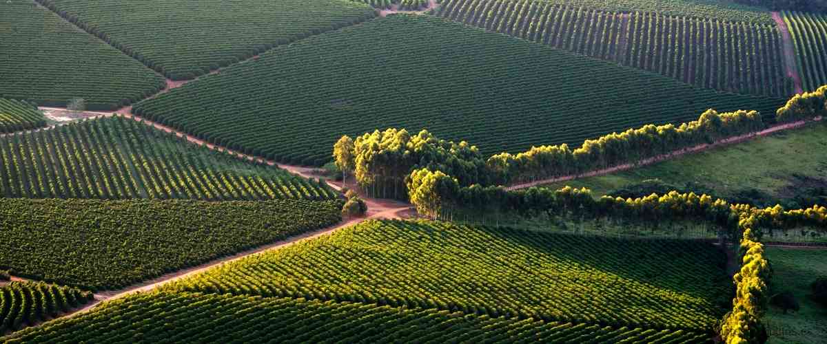 ¿Cómo se llama el mejor vino de España?