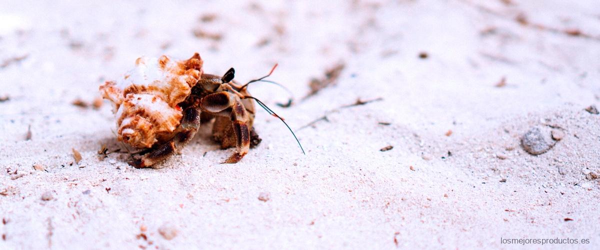 ¿Cómo se puede saber dónde está el nido de las hormigas?