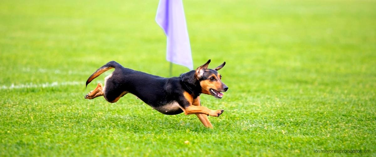 Consejos para encontrar obstáculos de agility baratos