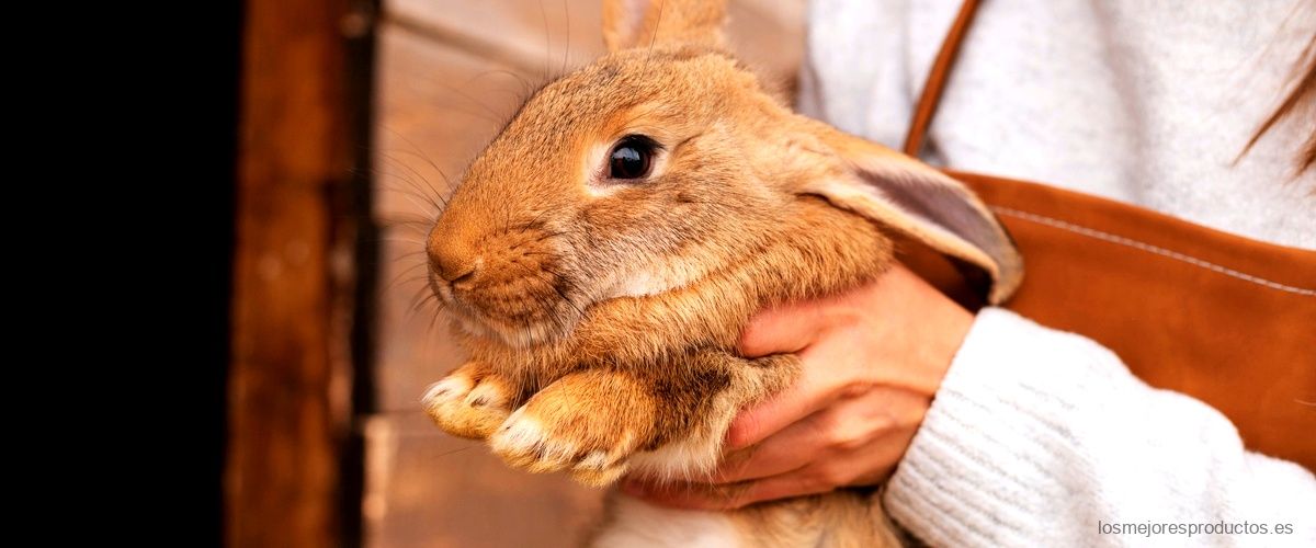 ¿Cuál es el mejor repelente para conejos?