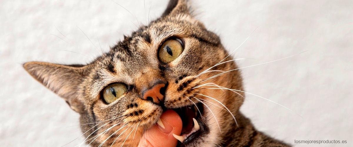 ¿Cuál es el precio del pienso Gosbi para gatos?