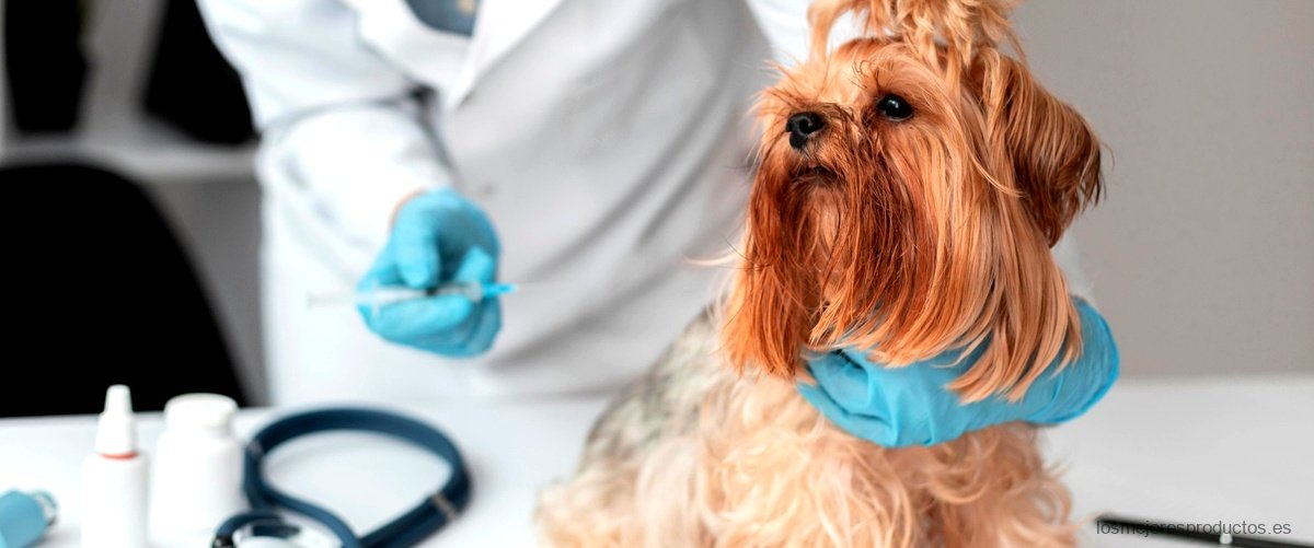 ¿Cuál es la importancia del regente de farmacia en medicina veterinaria?