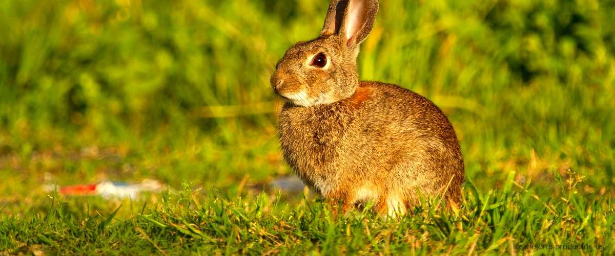¿Cuál es la mejor hora para salir a cazar conejos?
