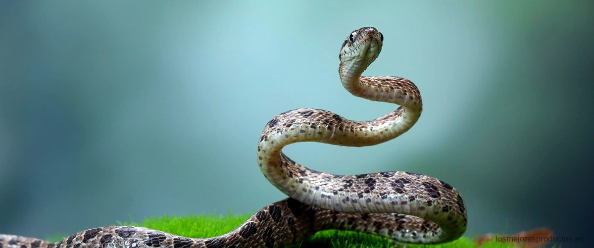 ¿Cuáles son los tipos de serpientes?