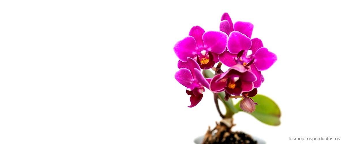 ¿Cuándo se deben regar las orquídeas?