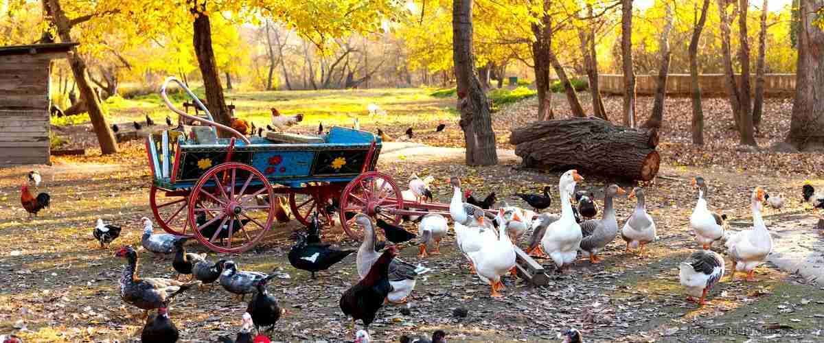 ¿Cuántas gallinas se pueden tener en una casa?