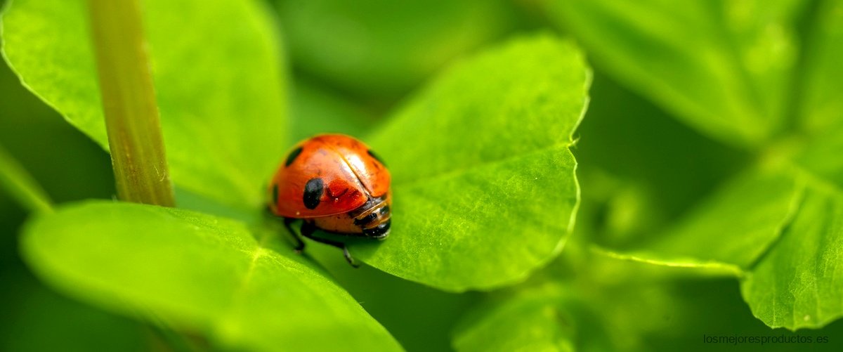 ¿Cuántas Ladybugs hay?