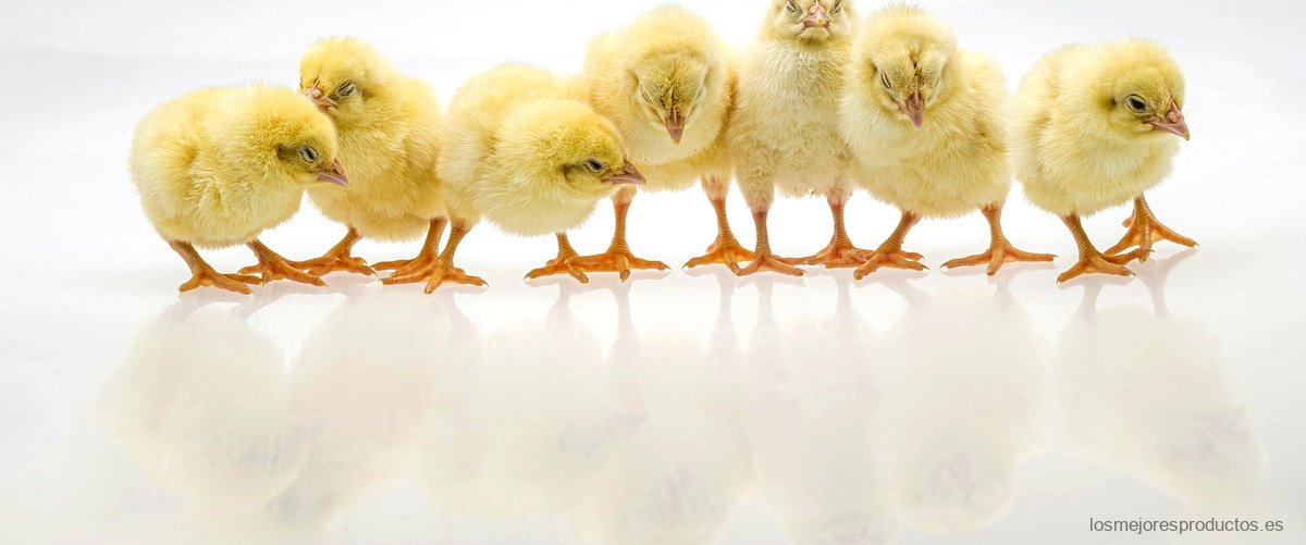 ¿Cuántas vacunas se le aplican a las gallinas?