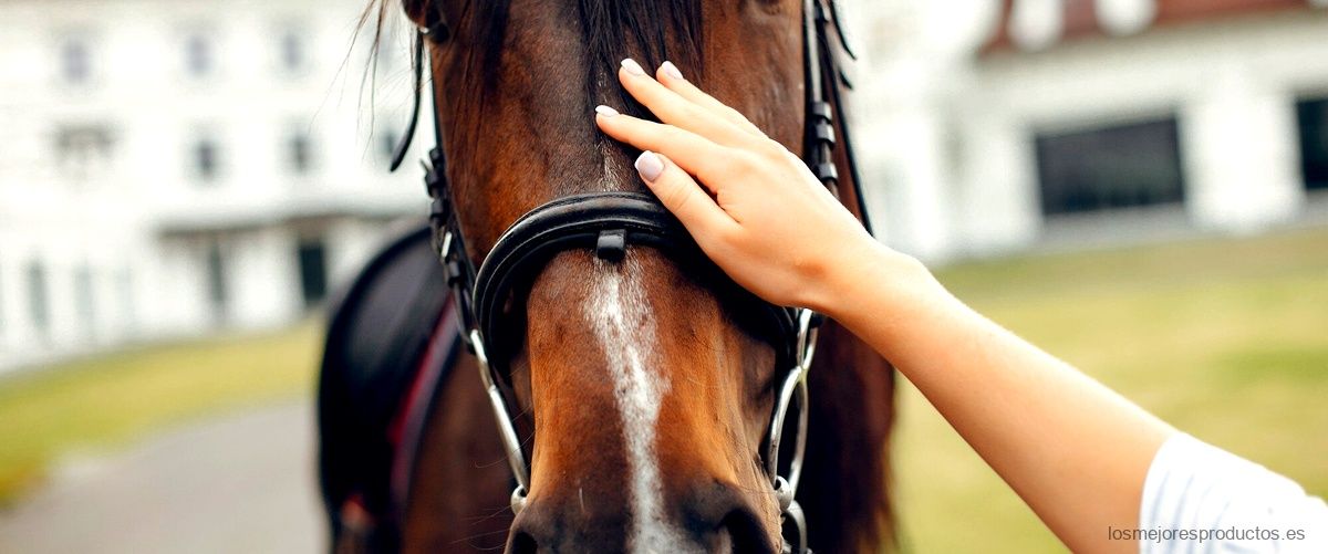¿Cuántas veces a la semana se puede tomar cola de caballo?