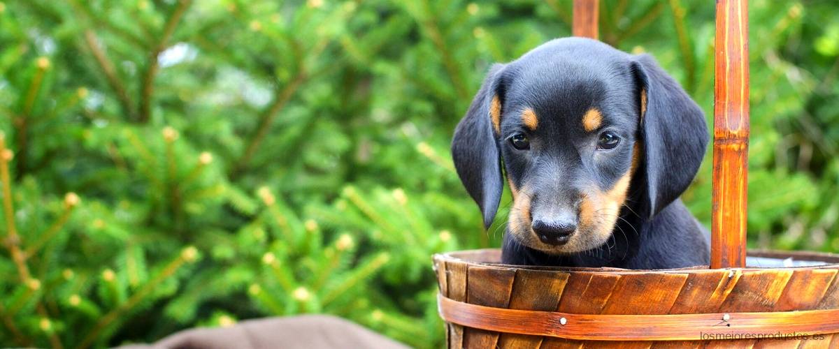¿Cuánto debe medir la caseta de un perro?